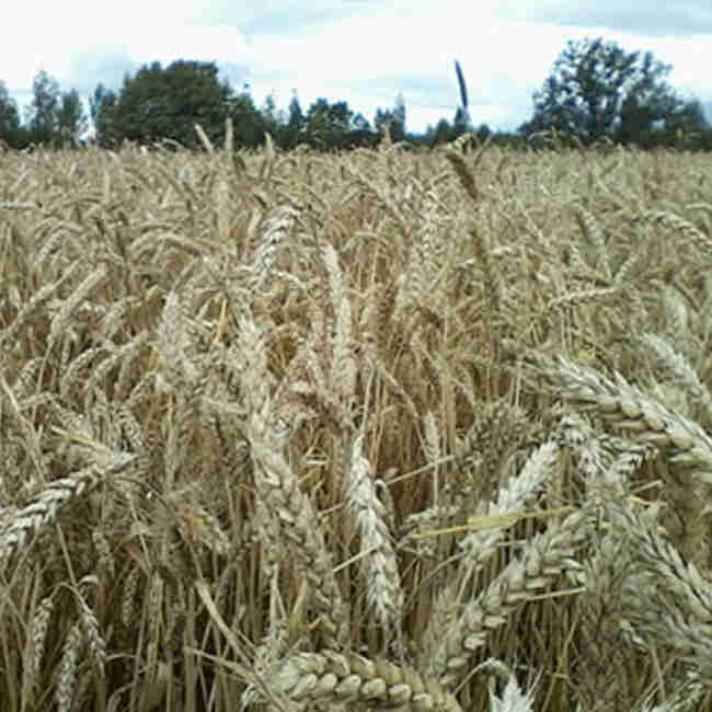 Семена пшеницы озимой Таня  - фото 3