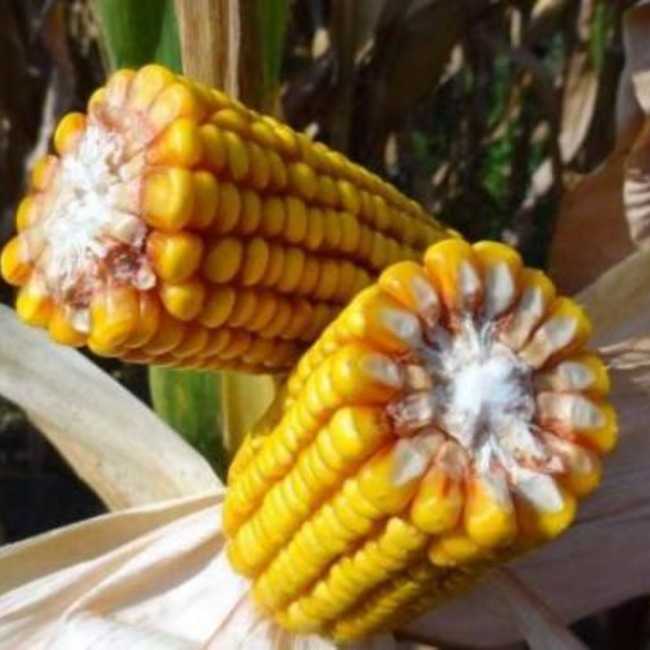 Семена кукурузы Хмельницкий  - фото 3