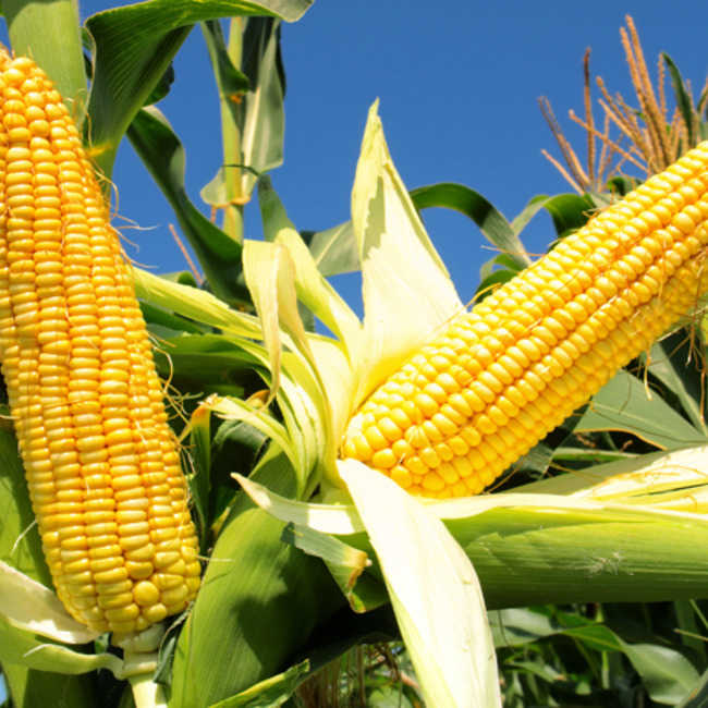 Семена кукурузы Оржица 237 МВ - фото 3