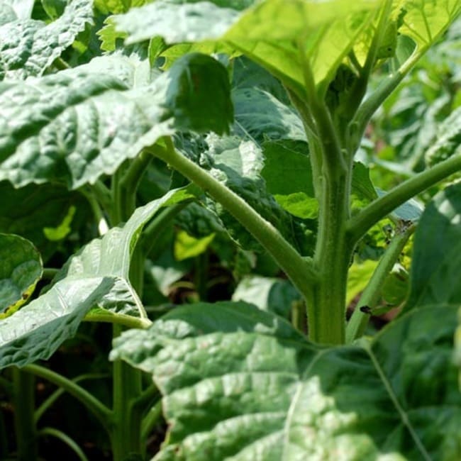 Семена подсолнечника Златибор - фото 3
