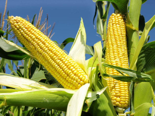 Семена кукурузы Драва 404 - фото 3