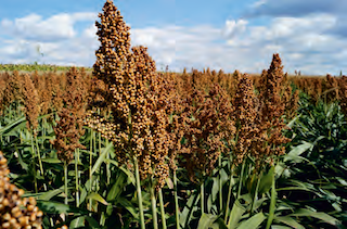 Семена зернового сорго Таргга - фото 3
