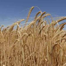 Семена пшеницы озимой Ампер - фото 3