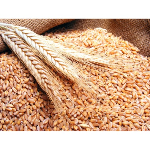 Семена пшеницы Металист - фото 3