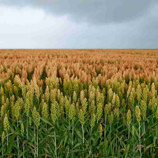 Сорго зернове Ютамі, 100-105 днів - фото 3