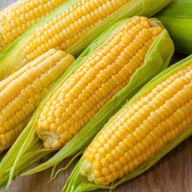 Семена кукурузы Любава 279 МВ - фото 3