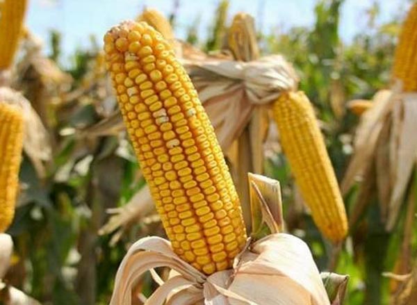 Семена кукурузы Пивиха - фото 3
