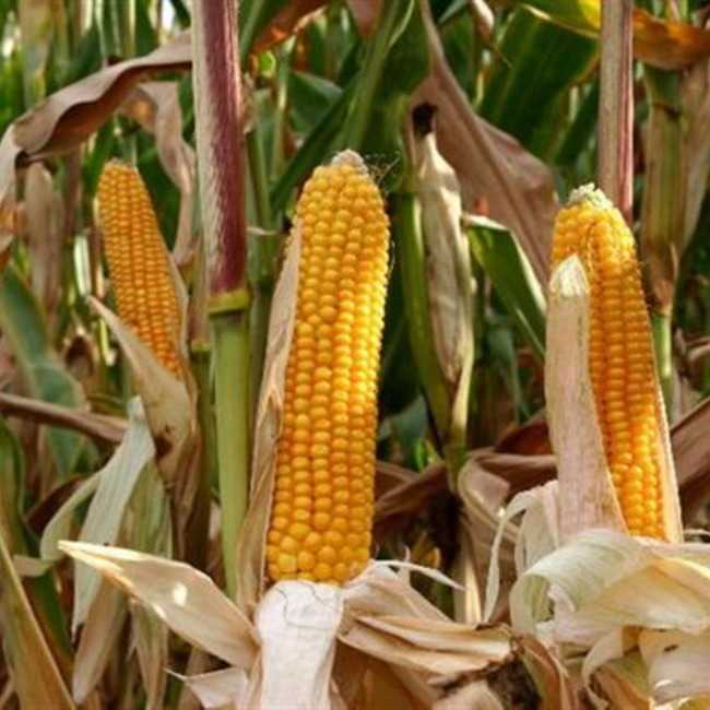 Семена кукурузы Подольский 274 СВ - фото 3
