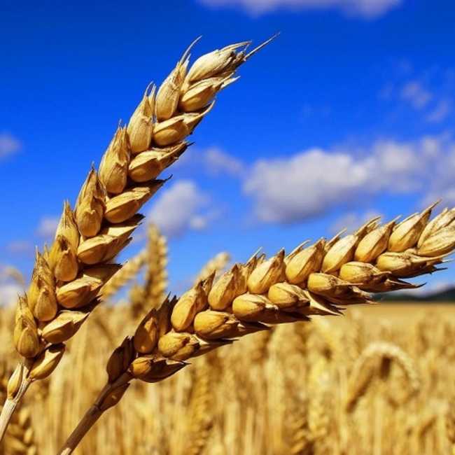 Семена пшеницы Благодарка одесская - фото 4