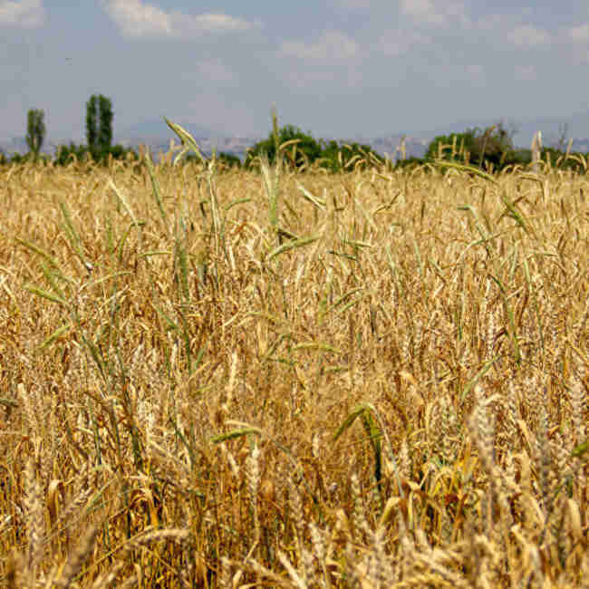 Семена пшеницы озимой Антоновка - фото 4