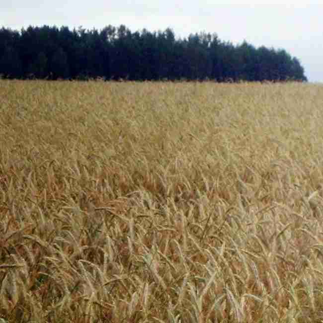 Семена пшеницы Краснодарская 99 - фото 4