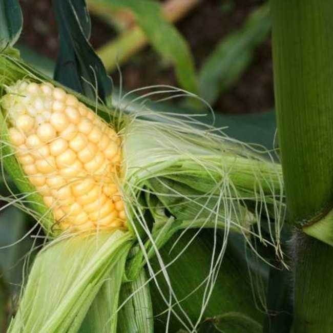Семена кукурузы Оржица 237 МВ - фото 4
