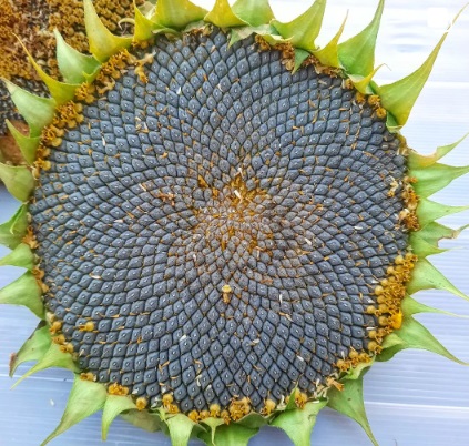Соняшник Синельниківський ультраранній (СУР), непротруєне насіння - фото 4