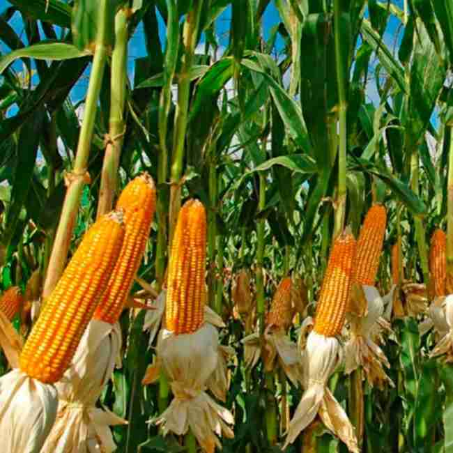 Семена кукурузы Борозенский 277 МВ - фото 4
