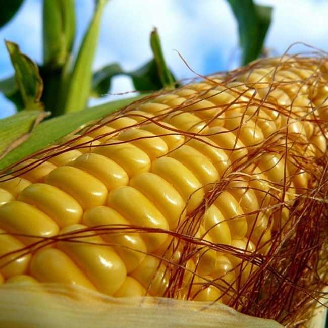 Семена кукурузы Любава 279 МВ - фото 4