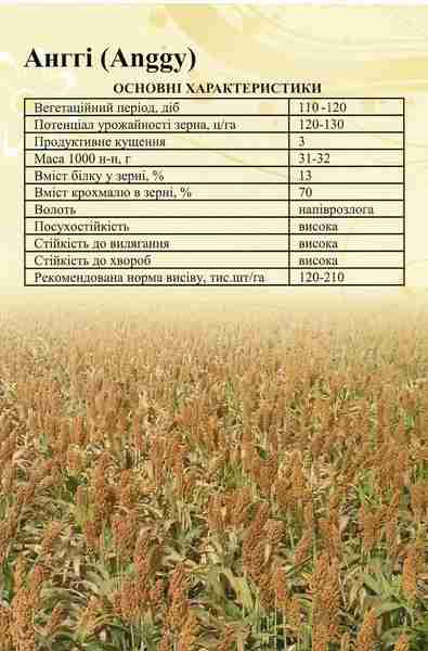 Сорго зернове Анггі, 125 днів - фото 5