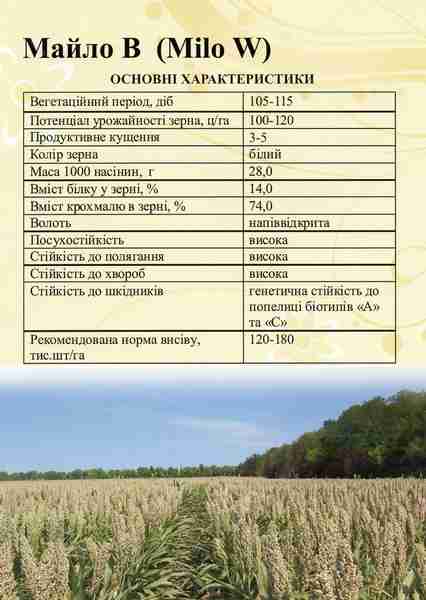Сорго зернове Майло В, 100-115 днів - фото 5