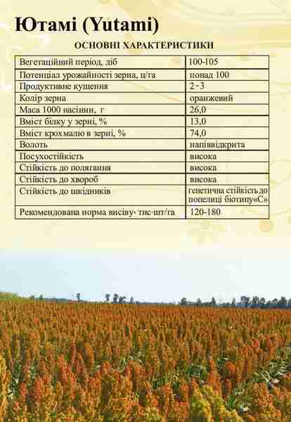 Сорго зернове Ютамі, 100-105 днів - фото 5
